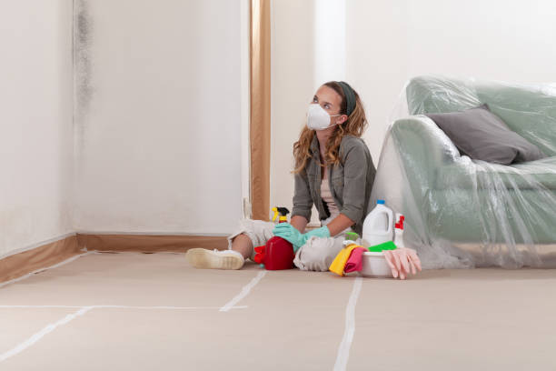 Reliable Black Mold Remediation contractor in Natick, MA by Mold Remediation HQ