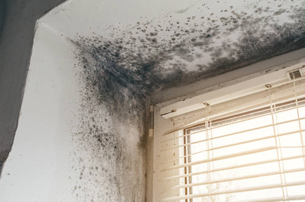 Affordable Black Mold Remediation solutions in Natick, MA
